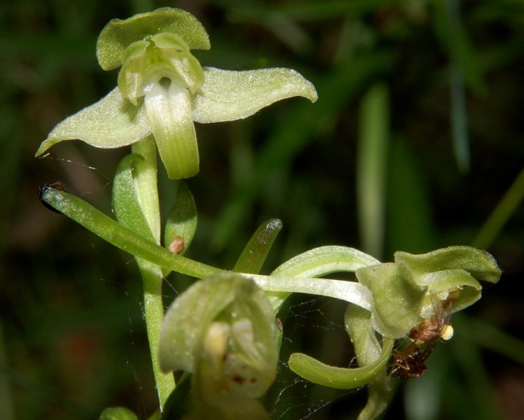 il meglio fiore 2008